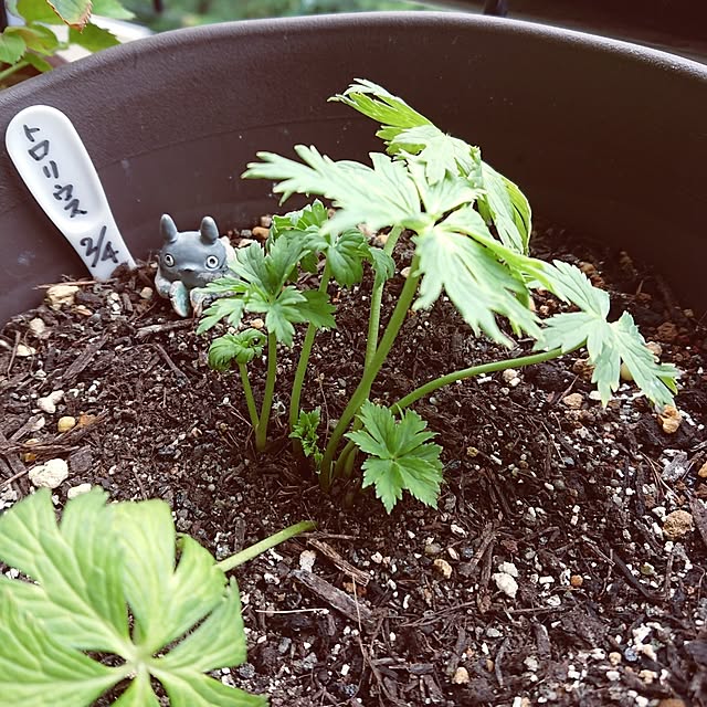 hopkeiさんの実例写真