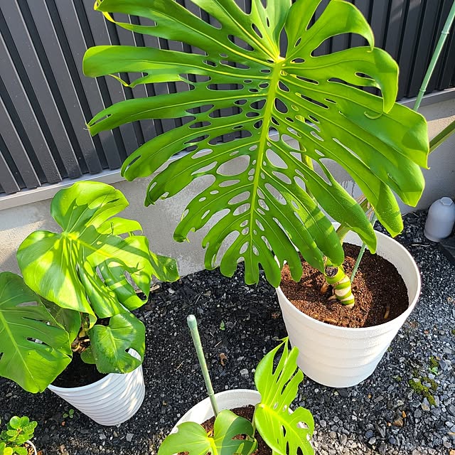 Rubiconさんの部屋