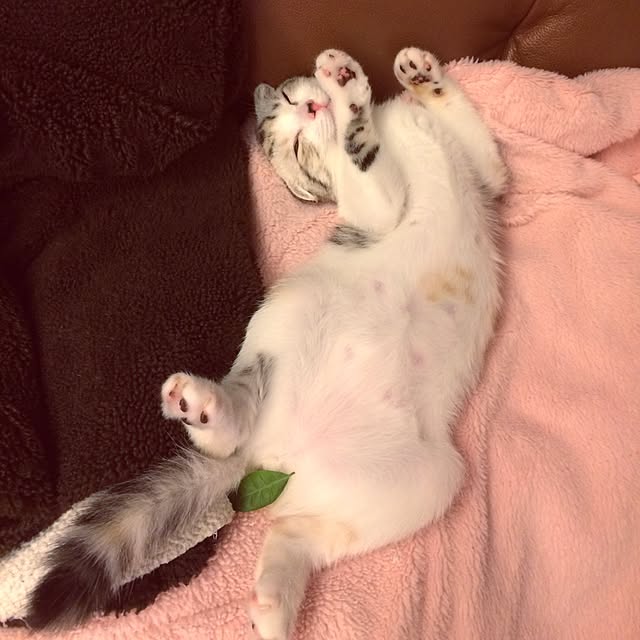 yokkochanさんの実例写真