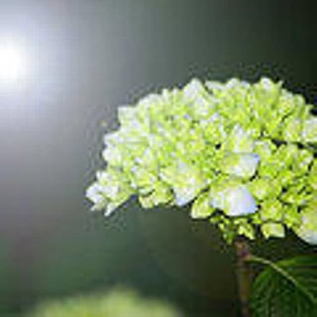20rose_mamiさんの実例写真
