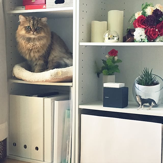 wolf_____21さんの実例写真