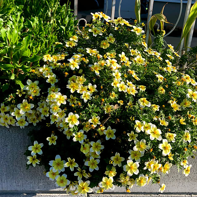 tomoさんの実例写真