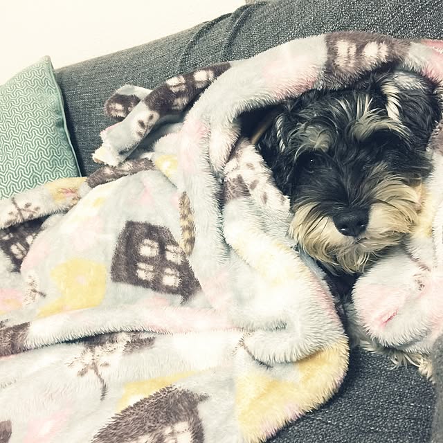 siさんの実例写真