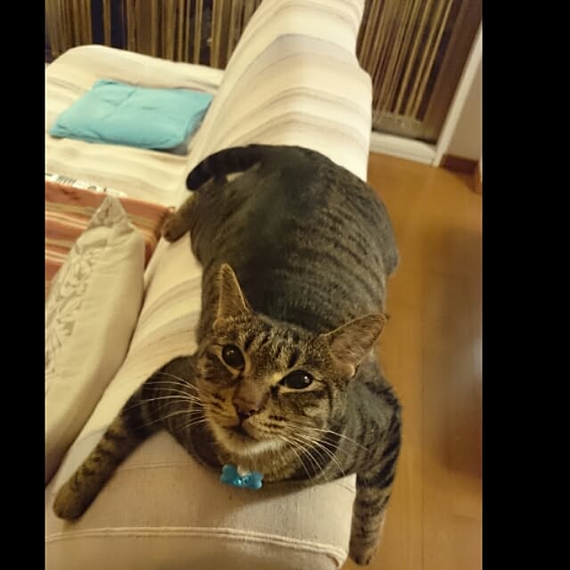 leomasaさんの実例写真