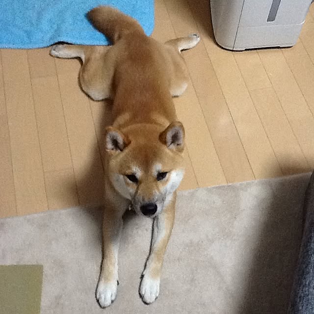 kotaさんの実例写真