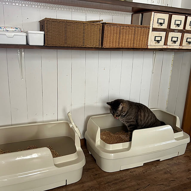 mushroompig3さんの部屋