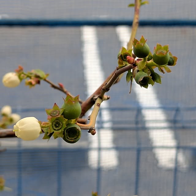 naoさんの実例写真