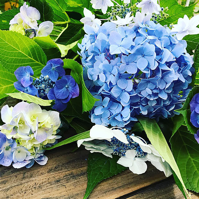 玄関/入り口のインテリア実例 - 2019-06-12 22:27:46