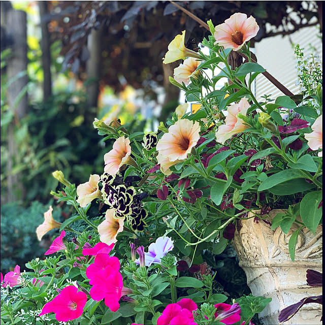 yukarin-gardenさんの実例写真