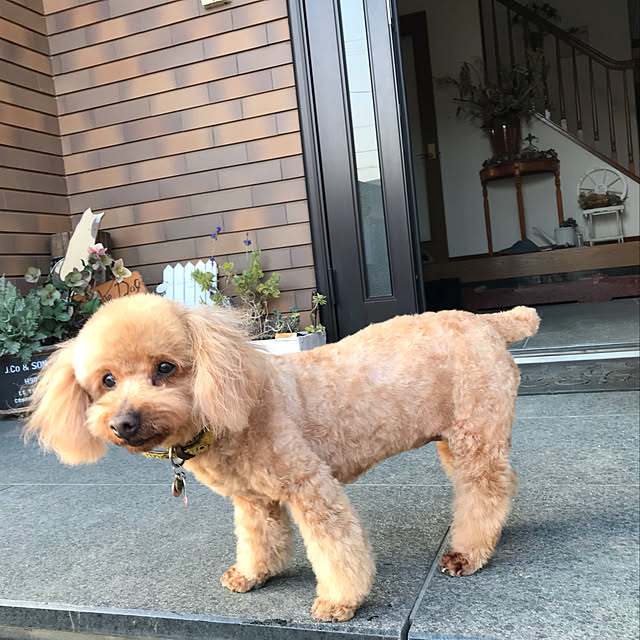 kiyokiyoさんの実例写真