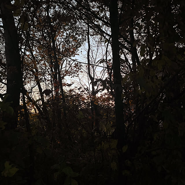 nattunさんの部屋