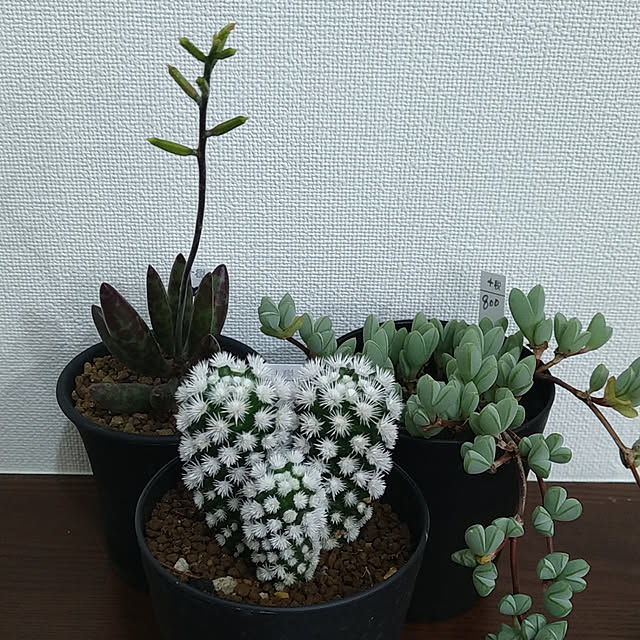 tamaさんの実例写真