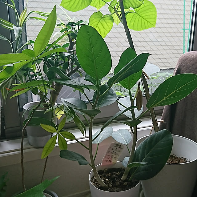 KESANTOさんの実例写真