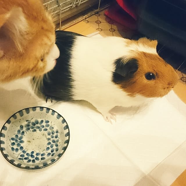 tomoさんの実例写真