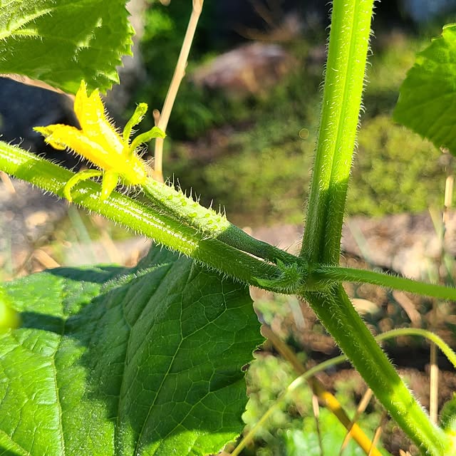 Rubiconさんの部屋