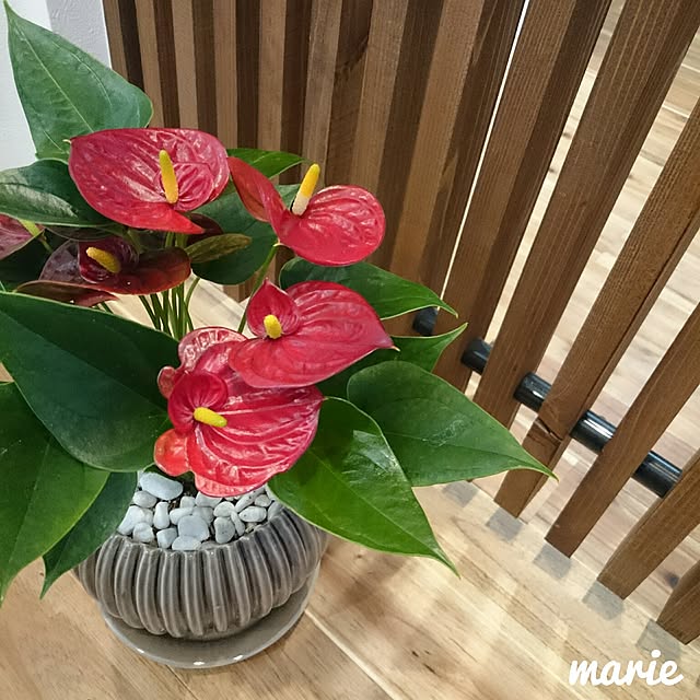 marieさんの実例写真