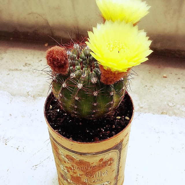 実例写真
