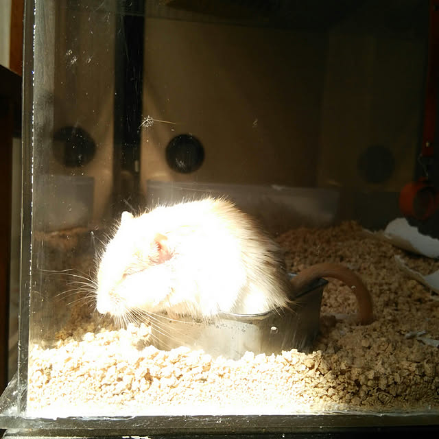 yumahaさんの実例写真