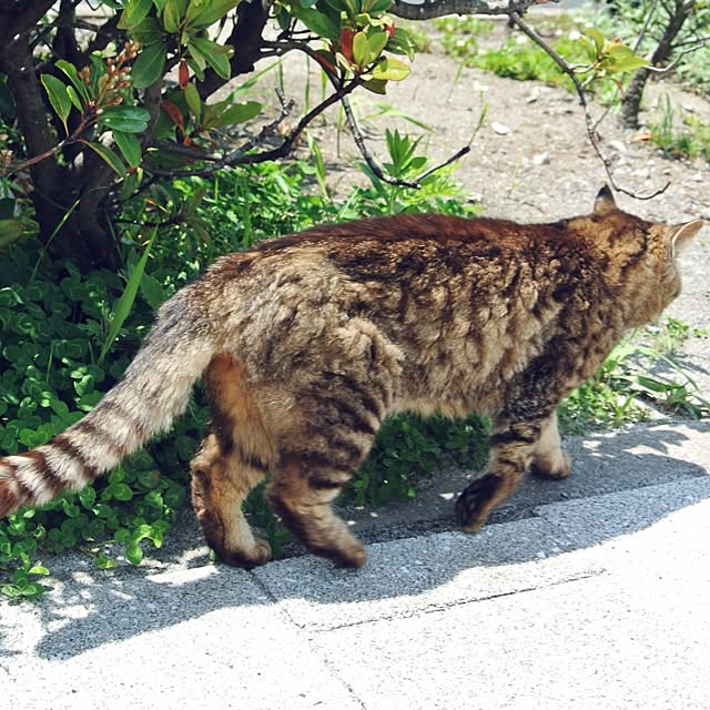 mikanさんの実例写真