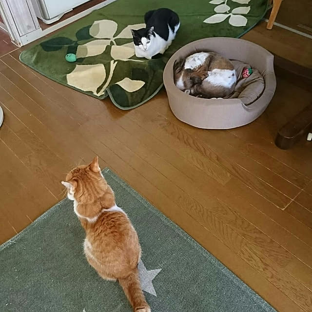 SHIHOさんの実例写真