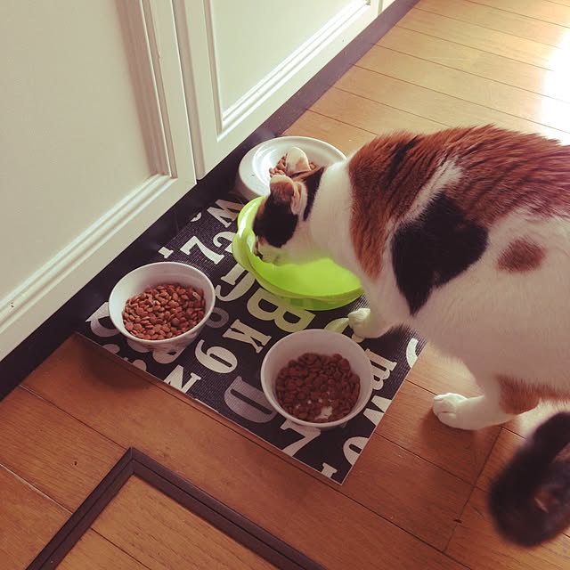 Kinanさんの実例写真