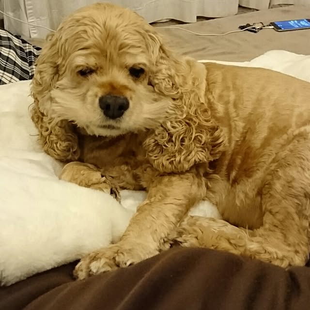 kik375さんの実例写真