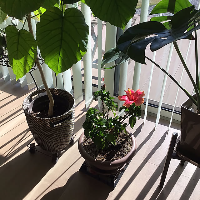 houenさんの部屋