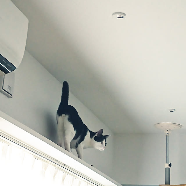 壁/天井/キャットウォーク/ねこと暮らすのインテリア実例 - 2017-09-03 08:15:50