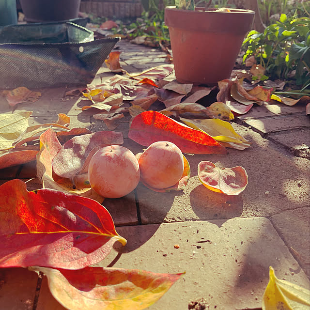 botanさんの実例写真