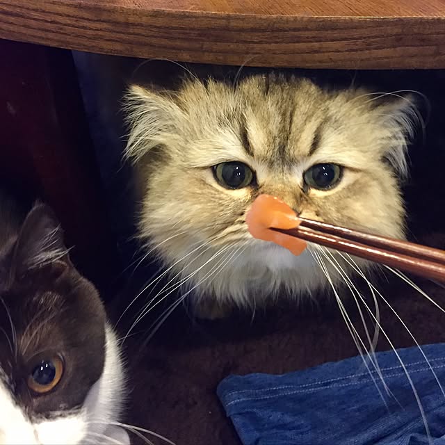 butachanさんの実例写真