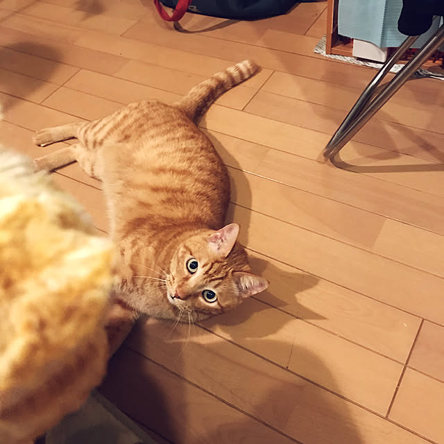 kou-kitiさんの実例写真