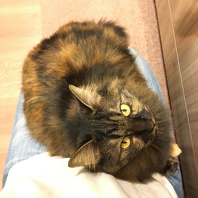 mikomaruさんの実例写真