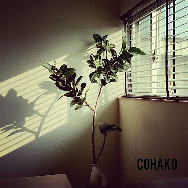 カフェ風/無垢材/グリーン/ブラインド/観葉植物...などのインテリア実例 - 2015-07-19 22:01:16