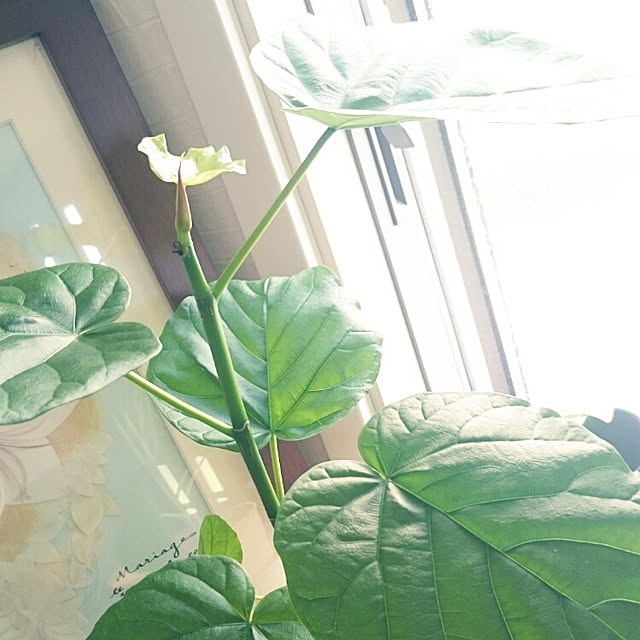 kanoさんの実例写真
