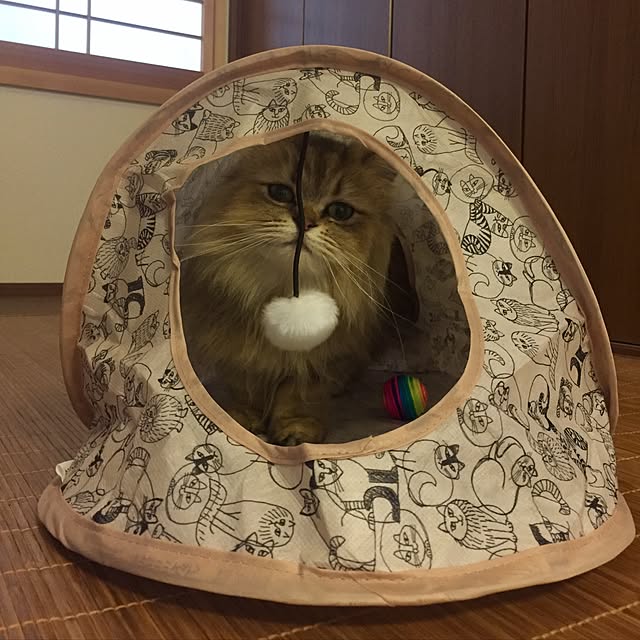 butachanさんの実例写真