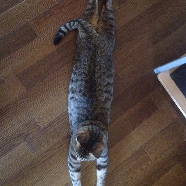 shinさんの実例写真