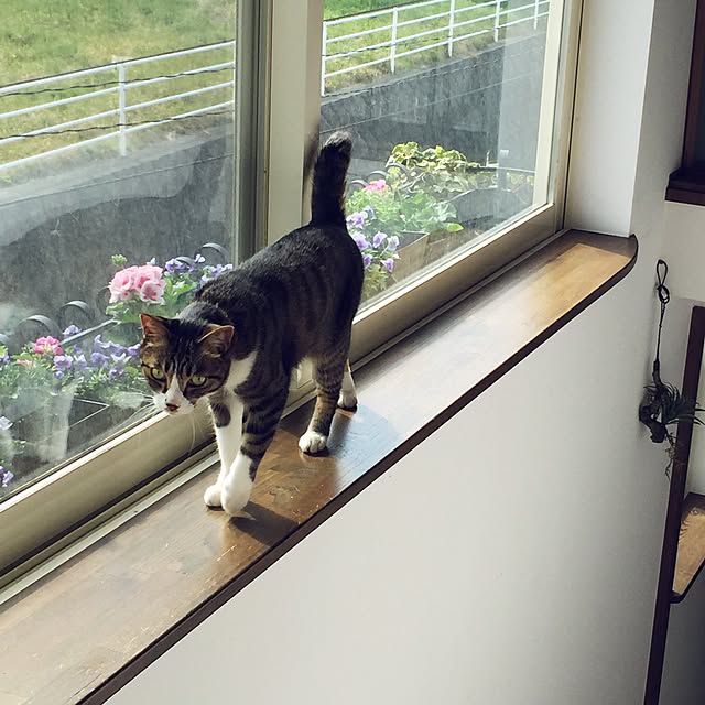 shio2772さんの実例写真
