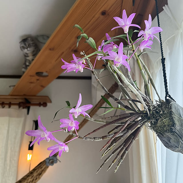 kuuさんの実例写真