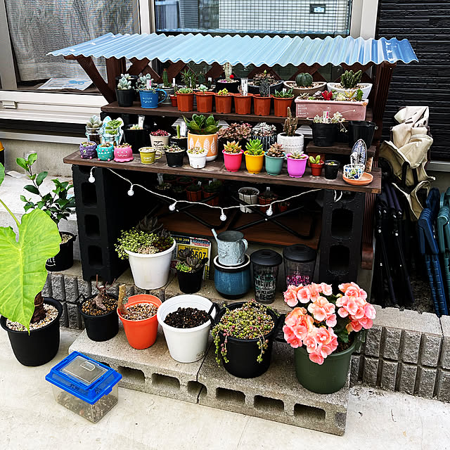 多肉植物 屋根付きのおしゃれなアレンジ・飾り方のインテリア 多肉植物 屋根付きのおしゃれなアレンジ・飾り方のインテリア