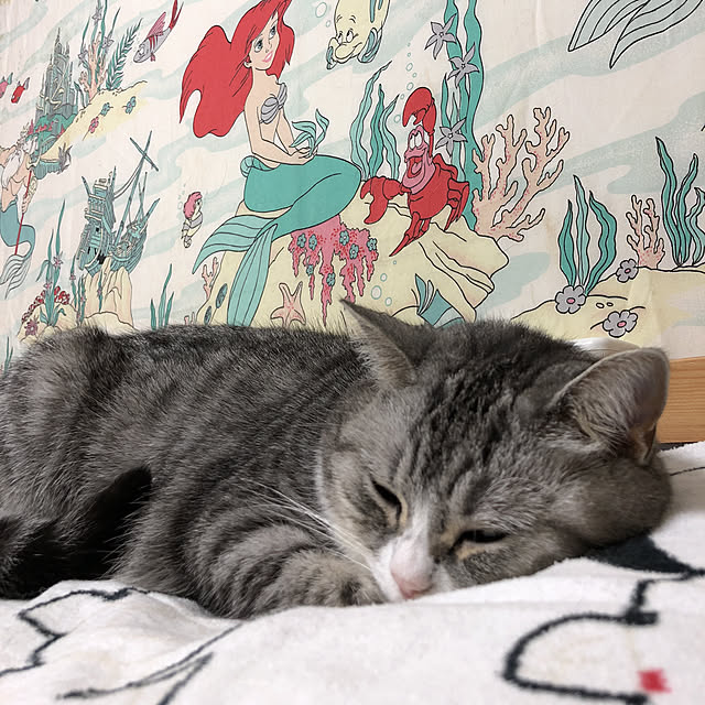 Shojiさんの実例写真