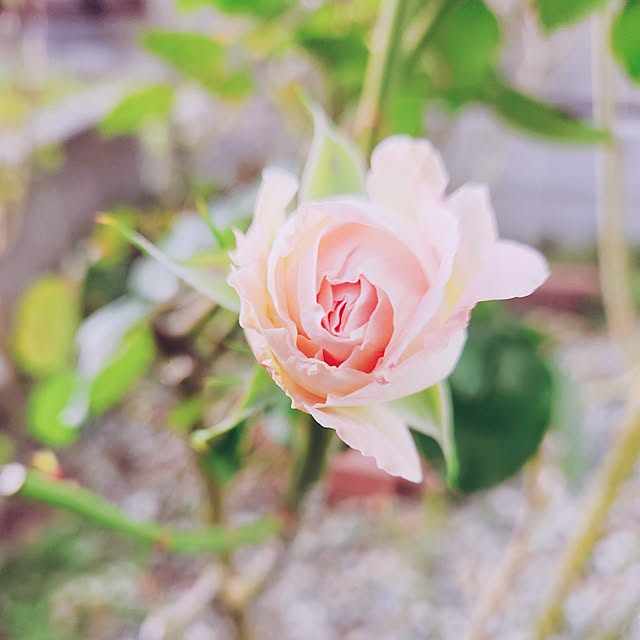 surviveさんの部屋