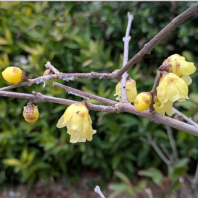 ku-garnet18さんの実例写真