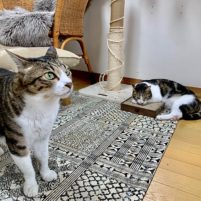 h0a4r1u3chiさんの実例写真