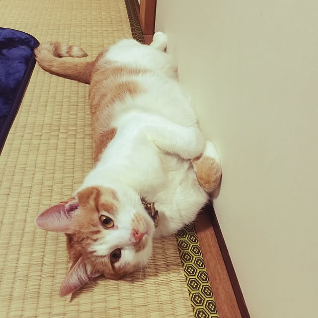 tenさんの実例写真