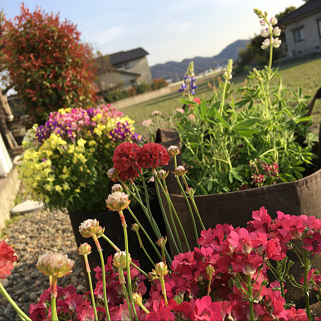 Saruさんの実例写真