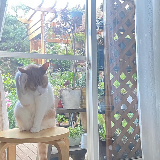 mintteaさんの部屋
