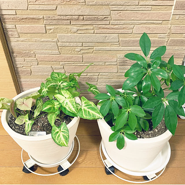 yumi.fさんの実例写真