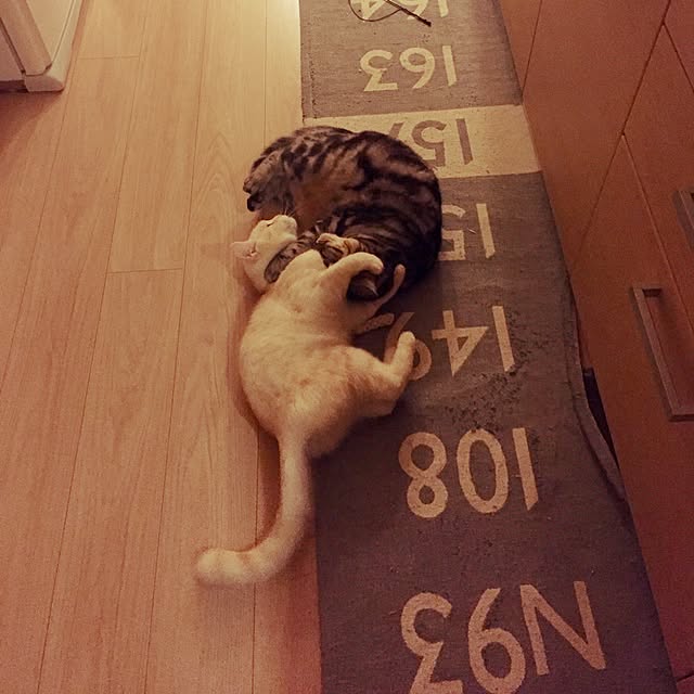 y.k.0123さんの実例写真