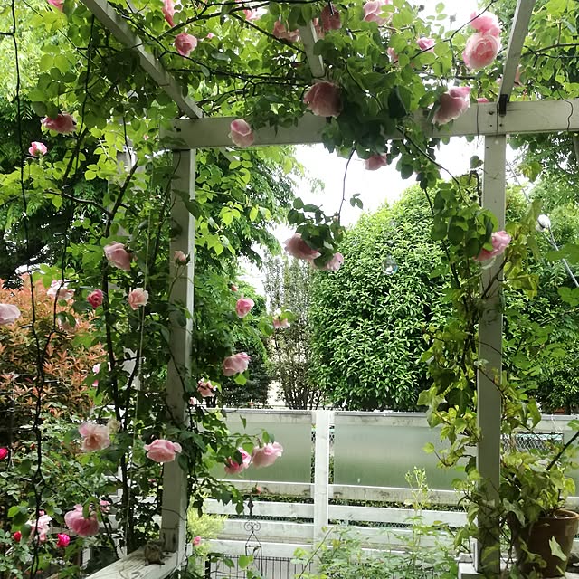 jjjiyasiさんの実例写真