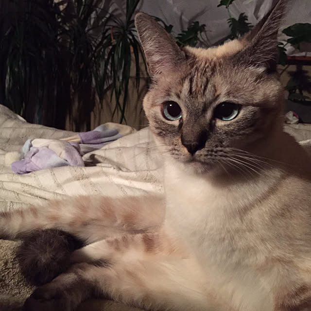 chikoさんの実例写真